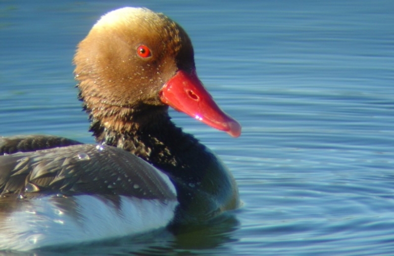 Bird Watching - Algarve kids activities